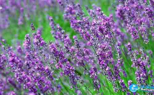 廈門薰衣草夢幻花園門票+地址+交通