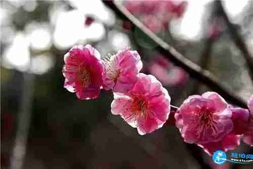 天津賞花的好地方推薦