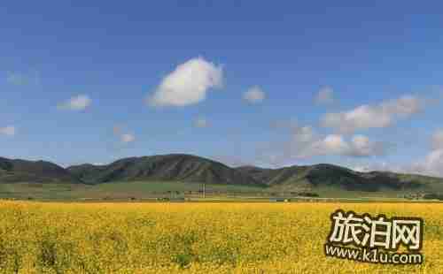 2018興化千島油菜花節(jié)時間+門票+交通