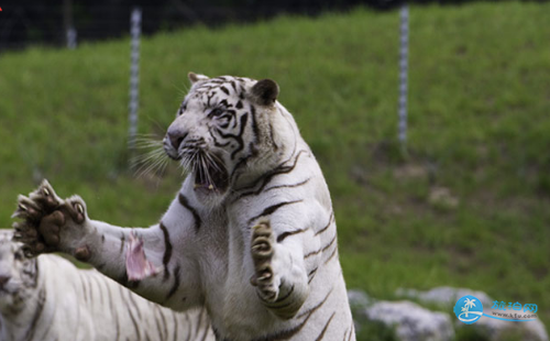 北京野生動物園門票多少錢 北京野生動物園有年票嗎