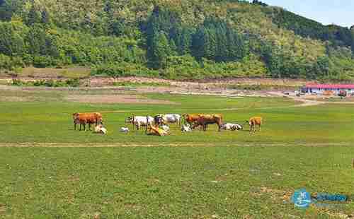 綠江村旅游攻略最新