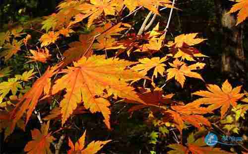 青山溝旅游攻略，青山溝旅游注意事項