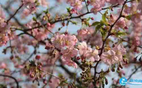 2018上海植物園櫻花節活動(時間+門票)