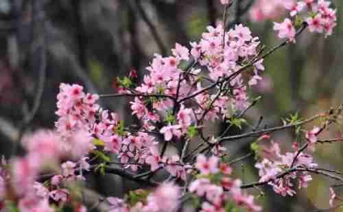 2018深圳南山赤灣華英路景觀公園櫻花門票