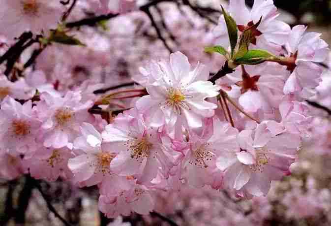 2018年西安青龍寺櫻花幾月開