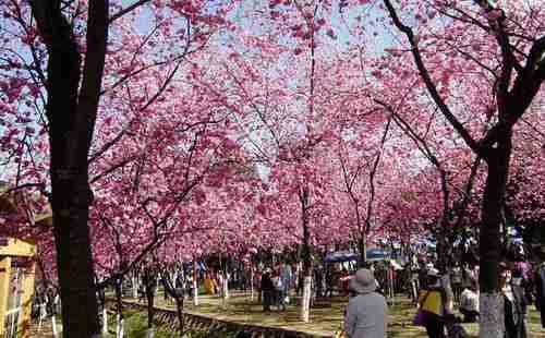 2018湖南科技大学樱花攻略