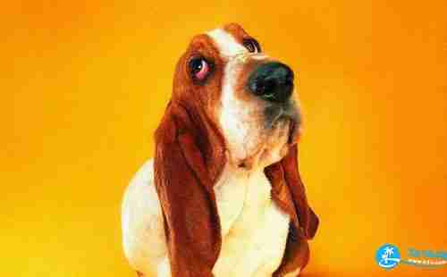 2018成都寵物博覽會(huì)現(xiàn)場可以帶寵物嗎