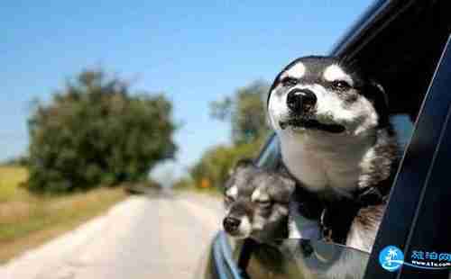 旅游帶狗要注意什么東西