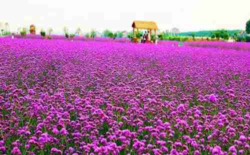 五一假期 去湖北宜昌賞花去哪里 攻略2018