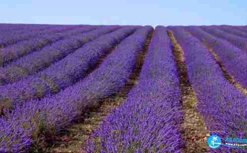 日本薰衣草在哪里 日本薰衣草攻略