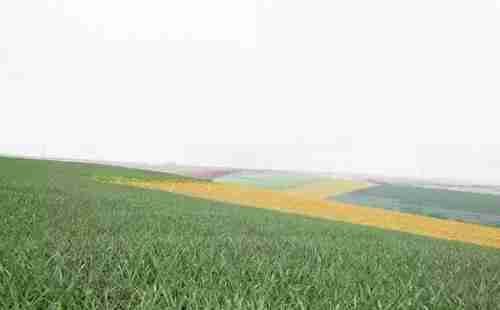 廣東徐聞菠蘿節(jié)2018