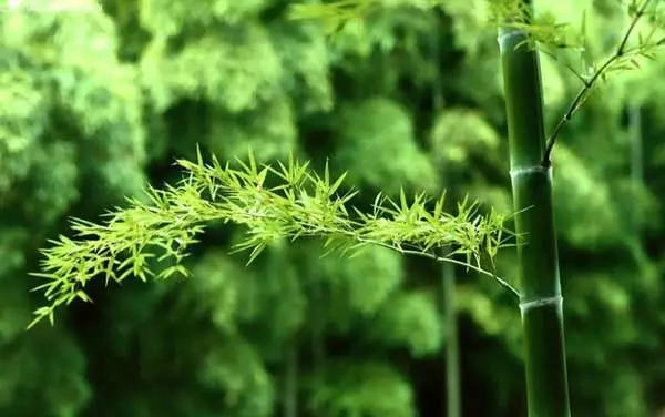 重慶周邊有哪些避暑的竹林景點