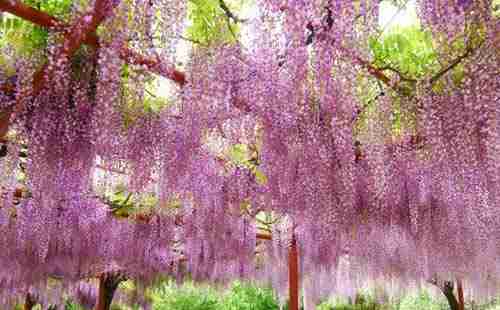 嘉定紫藤园游玩攻略2018