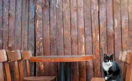 哪个国家猫最多