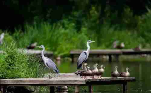 北京親水公園有哪些+公園游玩攻略