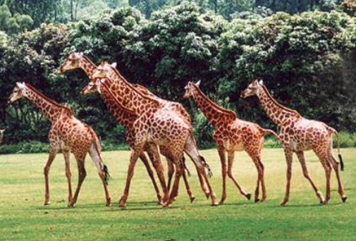長隆野生動物園租車多少錢 廣州長隆野生動物園住宿攻略