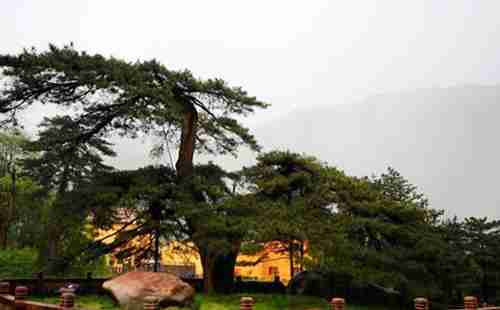 中國十大古樹排行