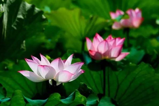 2018無錫蠡園荷花什么時候開