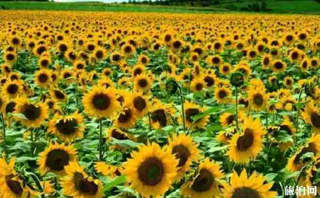 法國普羅旺斯有什么好玩的 法國普羅旺斯景點(diǎn)介紹