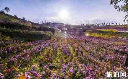 羊昌花画小镇在哪 羊昌花画小镇介绍