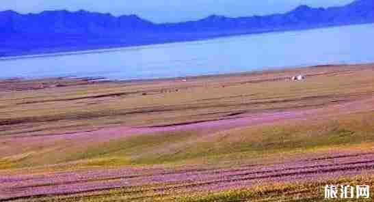 新疆花海圖片 新疆去哪里看花
