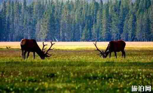 美國黃石公園自助游攻略