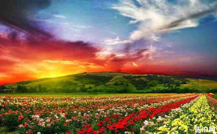 世界最美十大花海在哪里 世界最美十大花海介紹