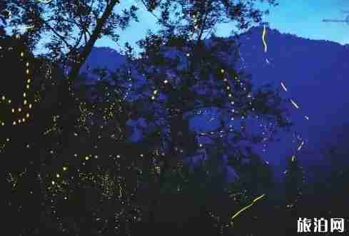 萤火虫去哪看 萤火虫观赏地点推荐国内篇