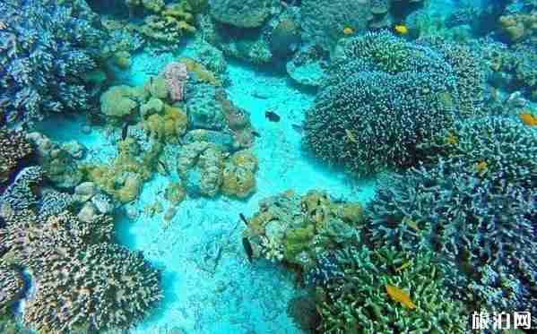 菲律宾潜水最好的地方推荐