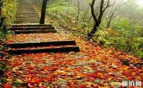 洛阳有枫叶林吗 洛阳枫叶林景点介绍