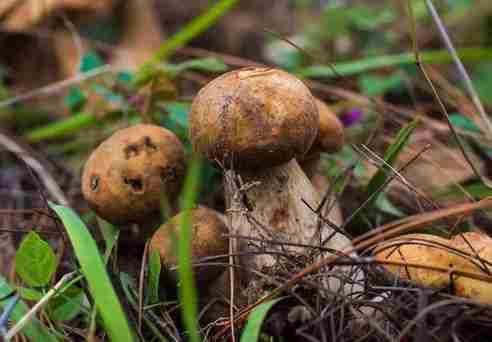 云南的菌类有哪些 怎么做好吃