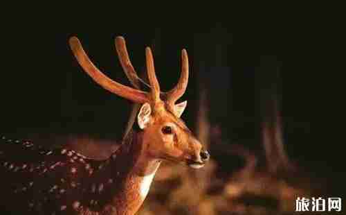 碧峰峡夜间动物园门票价格 碧峰峡夜间动物园介绍