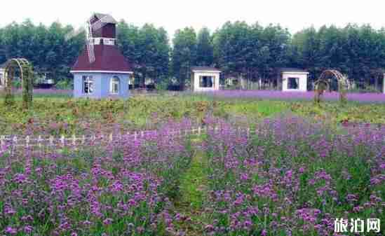 成都薰衣草花海在哪里 成都薰衣草花海介绍