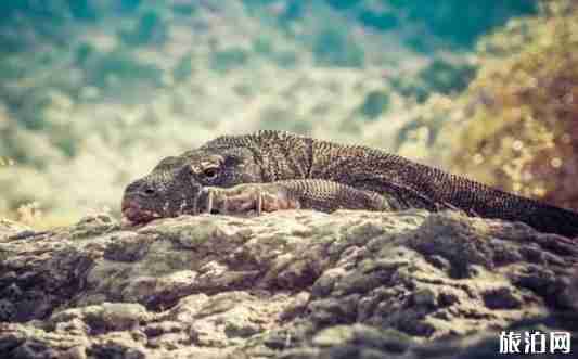 科莫多岛在哪 科莫多岛旅游介绍