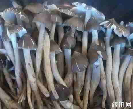 保山特产有哪些