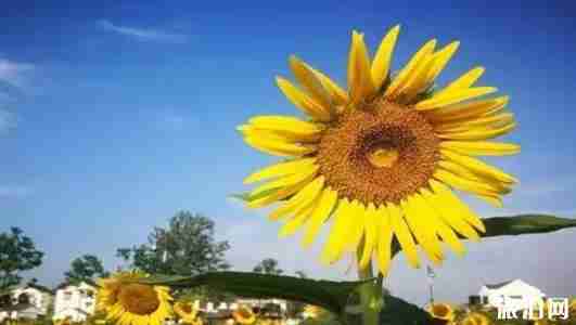 南京八月熱嗎 南京八月旅游去哪里