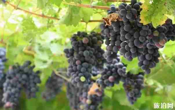 成都哪里可以摘葡萄 成都摘葡萄的地方