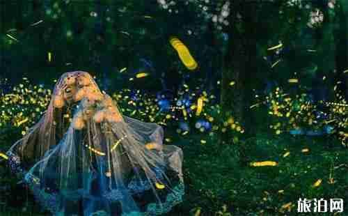 哪里可以看萤火虫 看萤火虫的地方