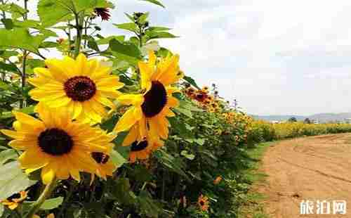 2018年云南邵通邵阳区向日葵盛开