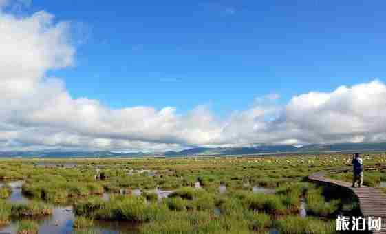帶狗旅行的地方 4天游玩行程安排