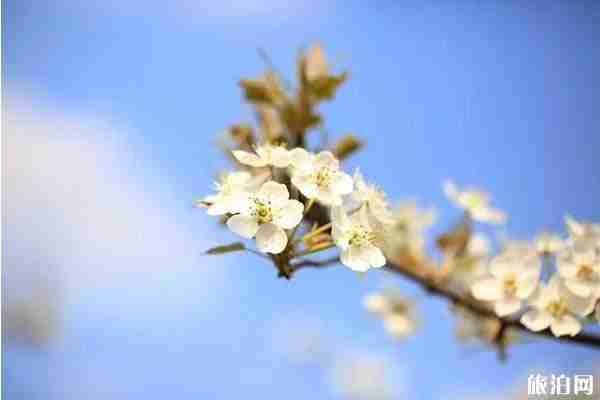 金川梨花節游玩住宿哪里好