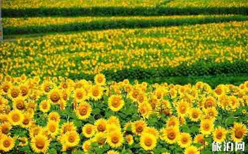 日本東北有哪些城市 日本東北城市景點推薦