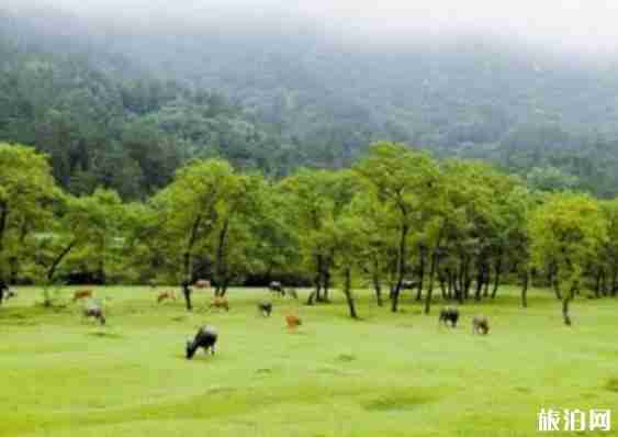 郭家河乡的十里枫杨林怎么样