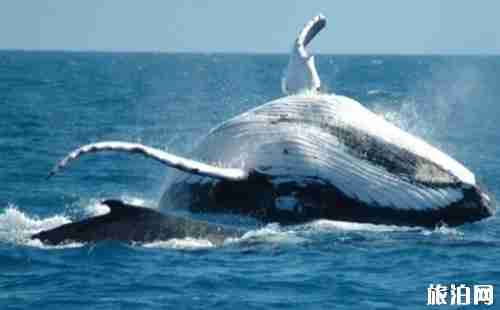 赫曼努斯观鲸指南