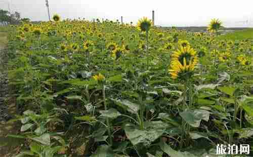 2018泉州的向日葵花海在哪里