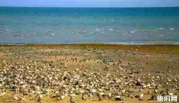 青海最佳旅游時間表