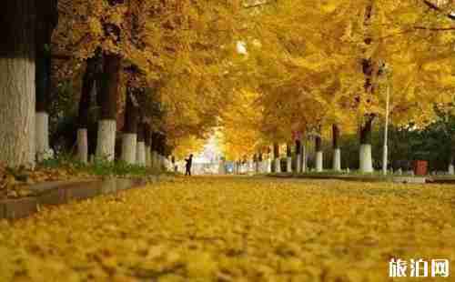 2018丹东银杏大道观赏时间+最佳观赏地点