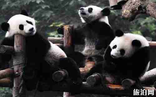 成都熊猫基地门票多少钱 门票优惠政策介绍
