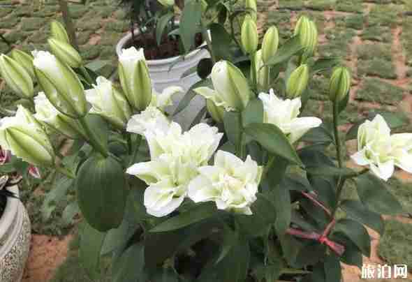 广州种业小镇要门票吗 广州种业小镇门票多少钱