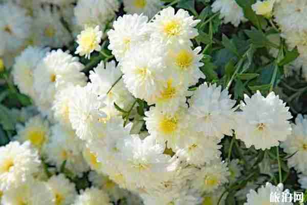 2020上海清明節交通管制 交通增設-放假時間